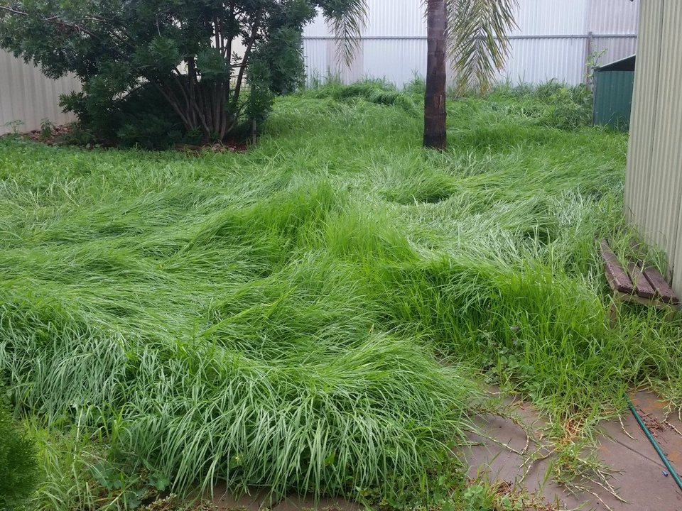 Before: overgrown backyard mowed and cleared